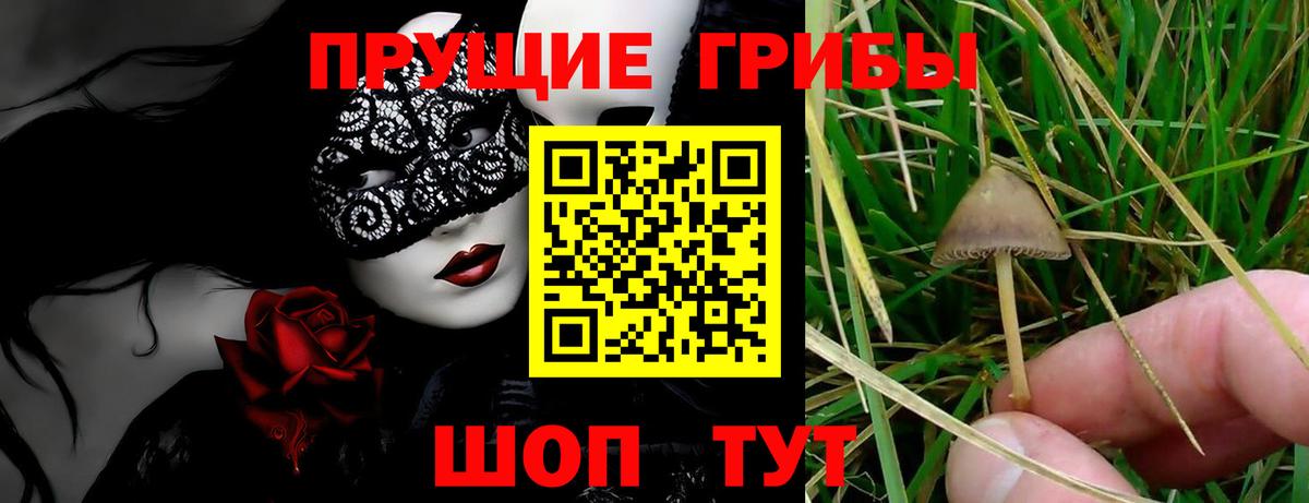 купить наркотики цена  Псилоцибиновые грибы Psilocybine cubensis  Еманжелинск  Псилоцибиновые грибы мицелий 